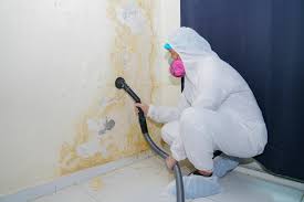 Best Biohazard Mold Removal in USA